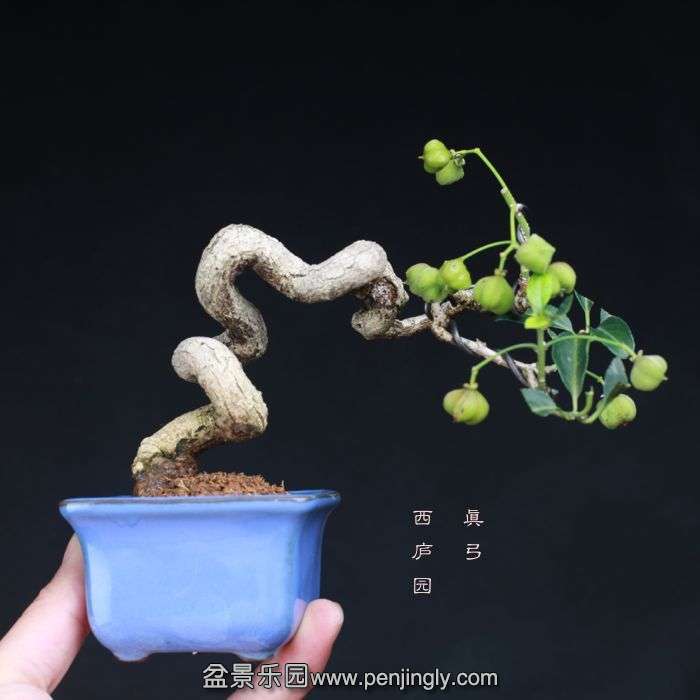 bonsai15101513.jpg