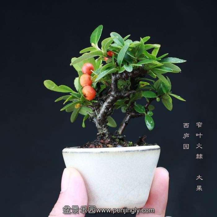 bonsai15100306.jpg