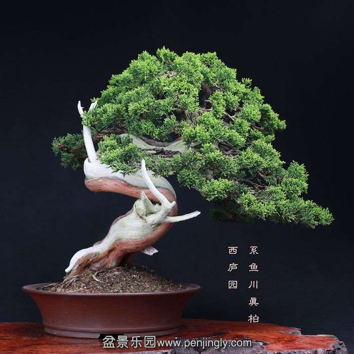 bonsai1510044.jpg