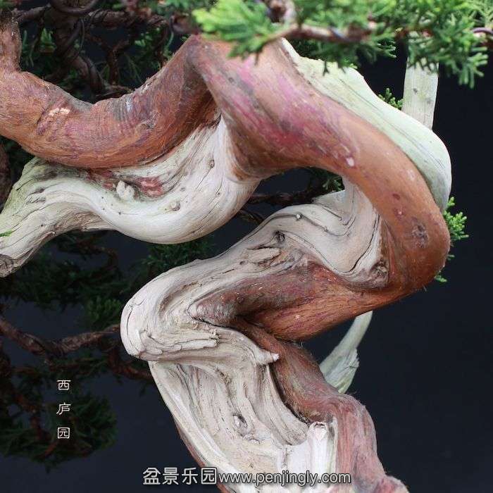 bonsai1510045.jpg