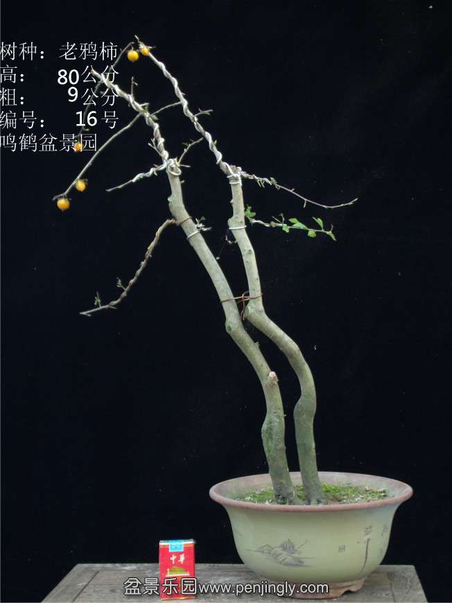GEDC2791.JPG