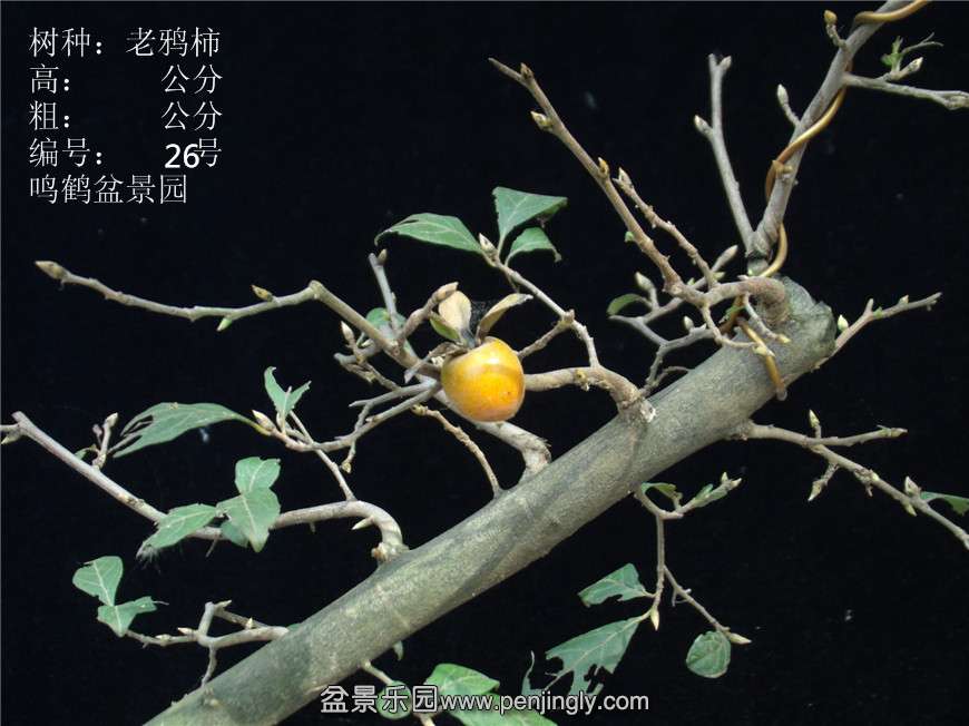 GEDC2866.JPG
