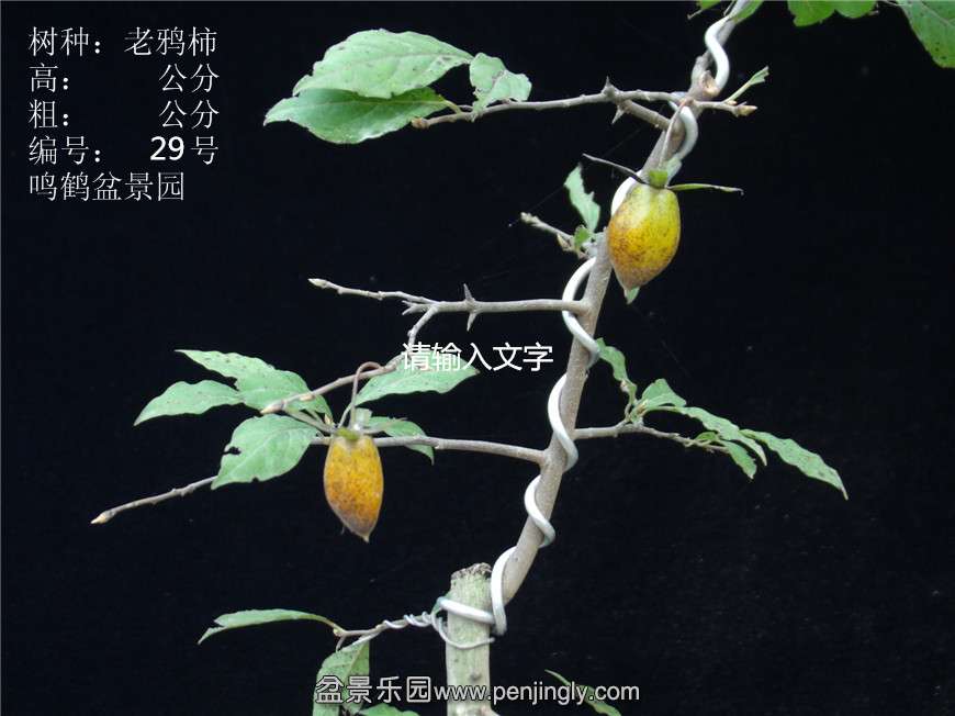 GEDC2895.JPG