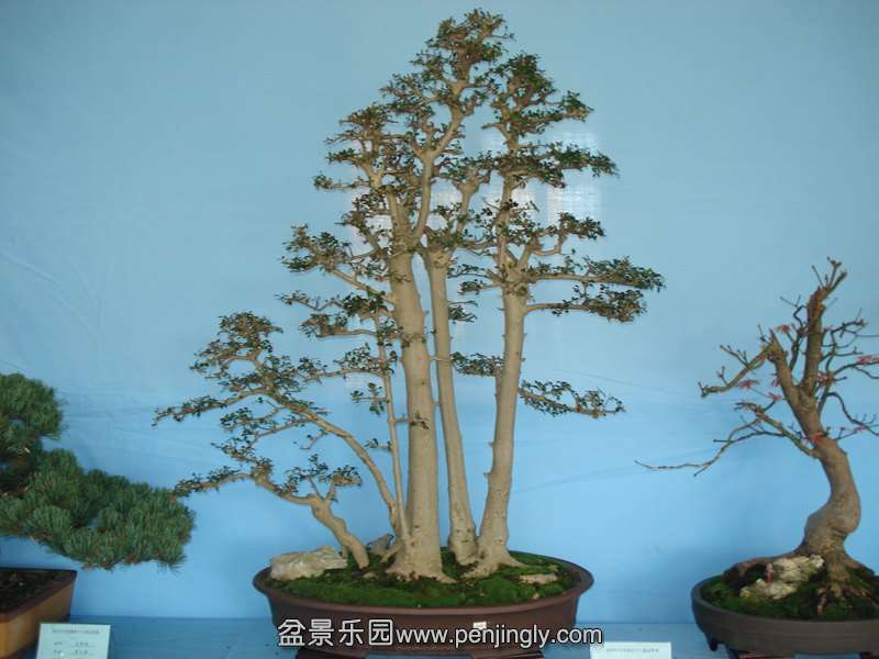 DSC06854.JPG
