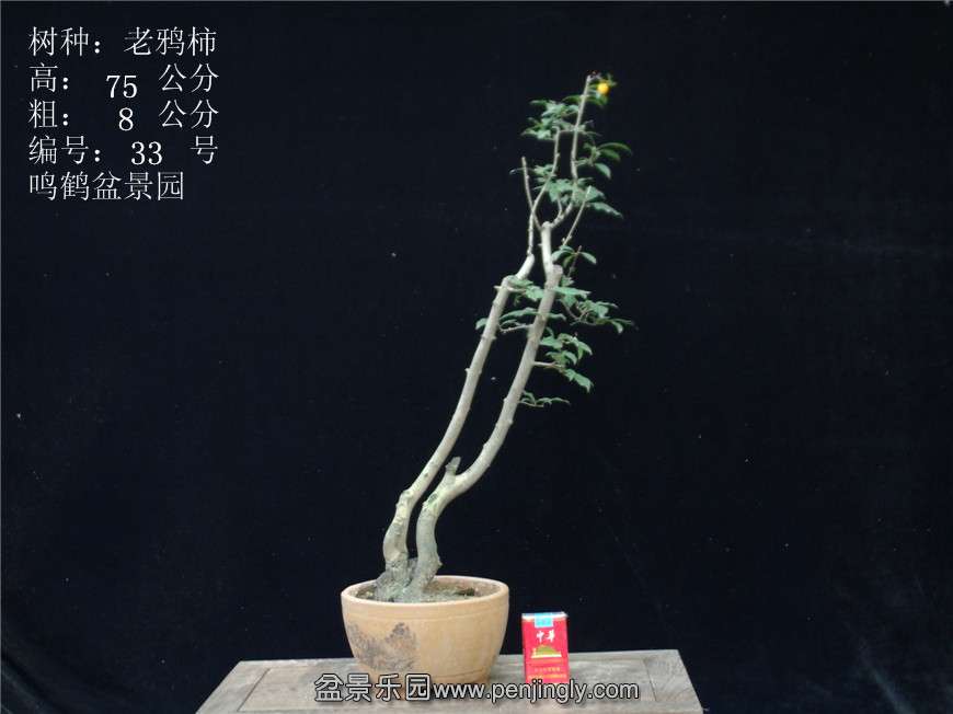 GEDC2919.JPG