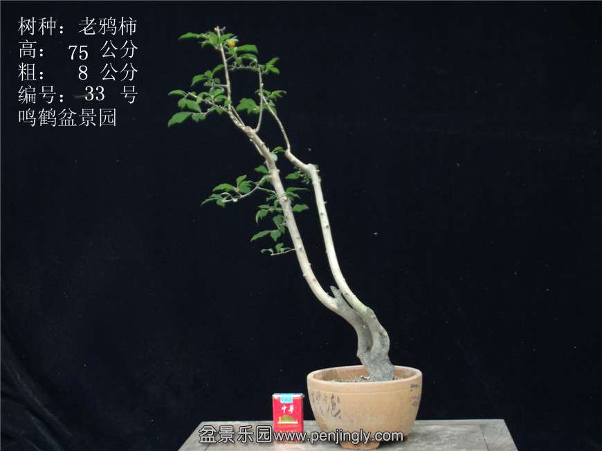 GEDC2921.JPG