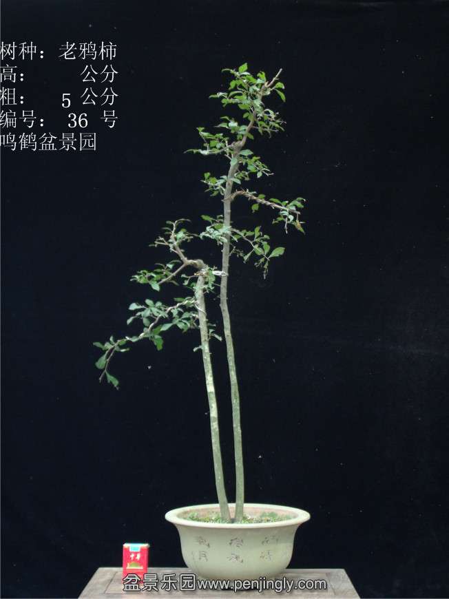 GEDC2942.JPG