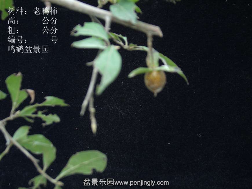 GEDC2945.JPG