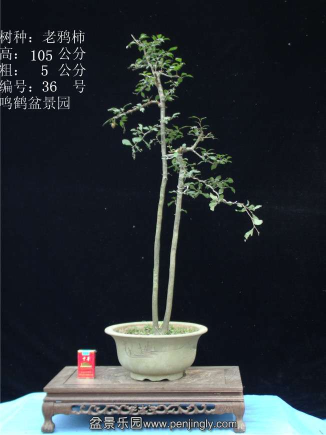 GEDC2946.JPG