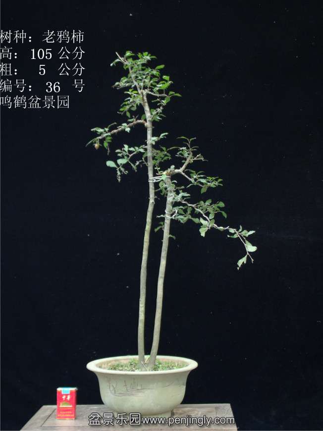 GEDC2947.JPG