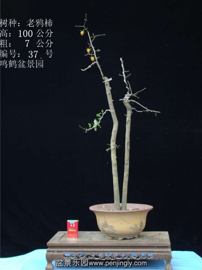 GEDC2952.JPG