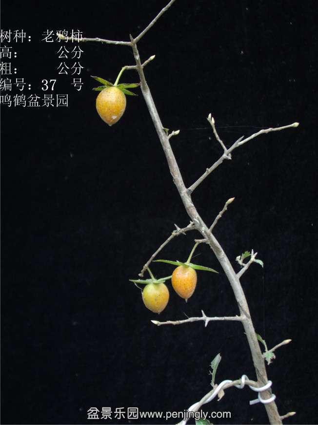 GEDC2953.JPG