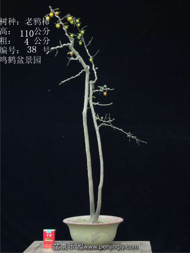 GEDC2954.JPG