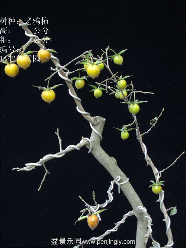 GEDC2956.JPG
