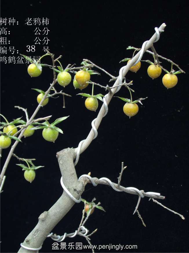 GEDC2960.JPG