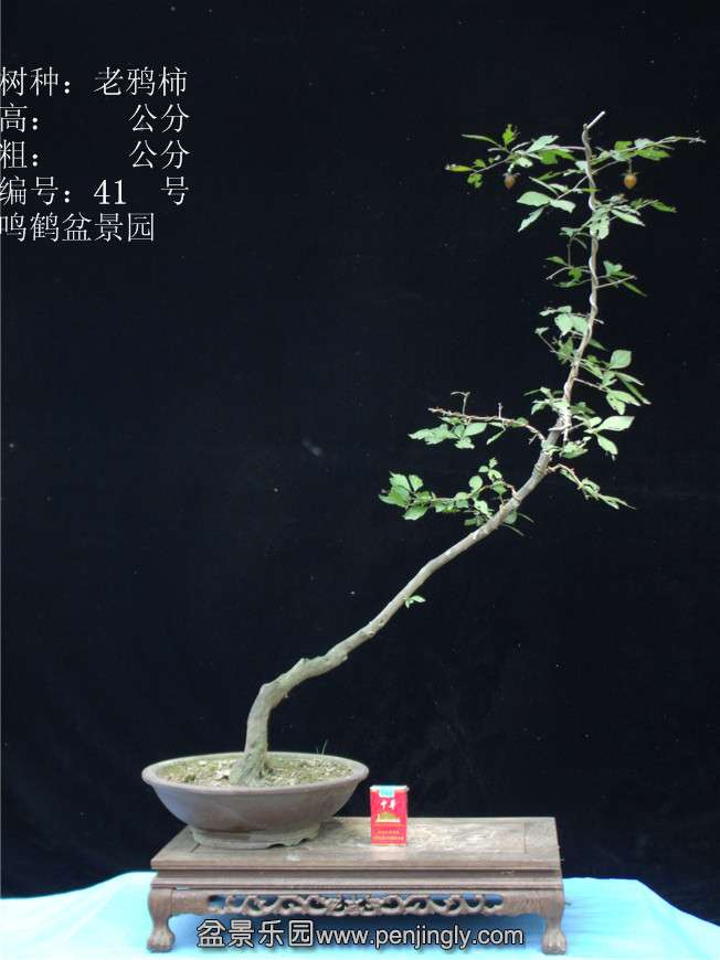 GEDC2974.JPG