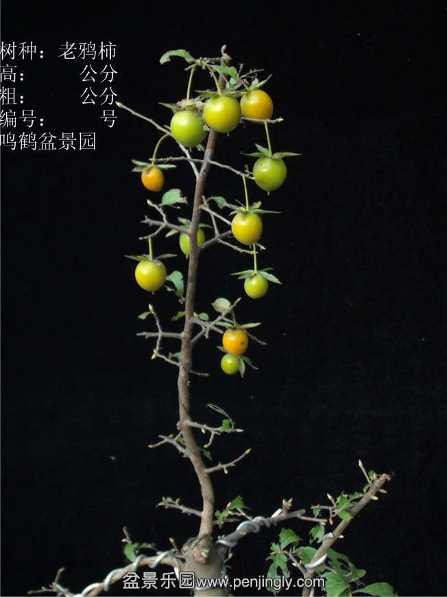 GEDC2982.JPG