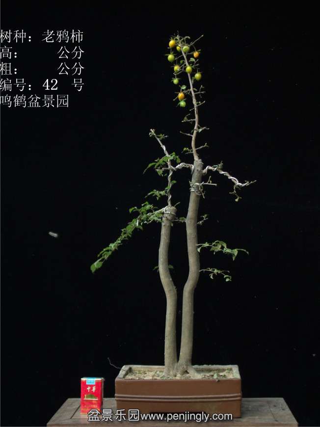 GEDC2986.JPG