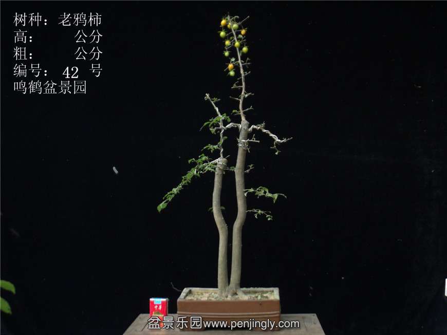 GEDC2987.JPG