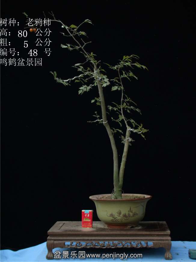 GEDC3031.JPG
