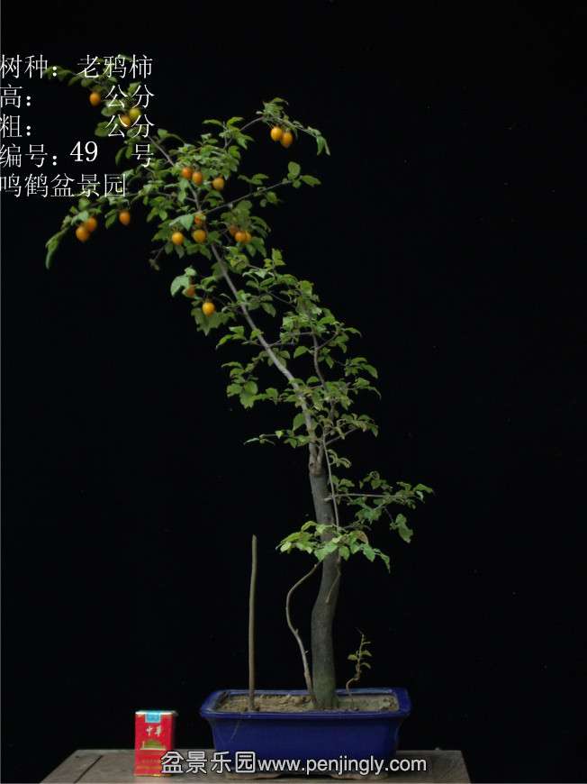 GEDC3039.JPG
