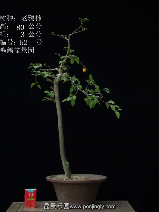 GEDC3056.JPG