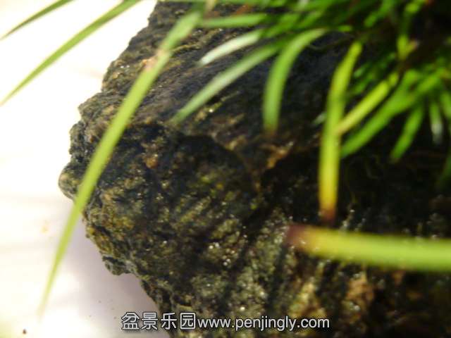 DSC01793.JPG