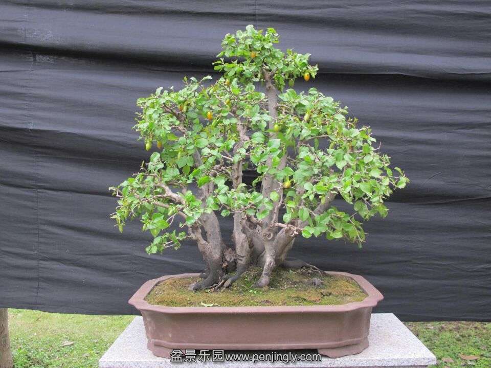 51.jpg