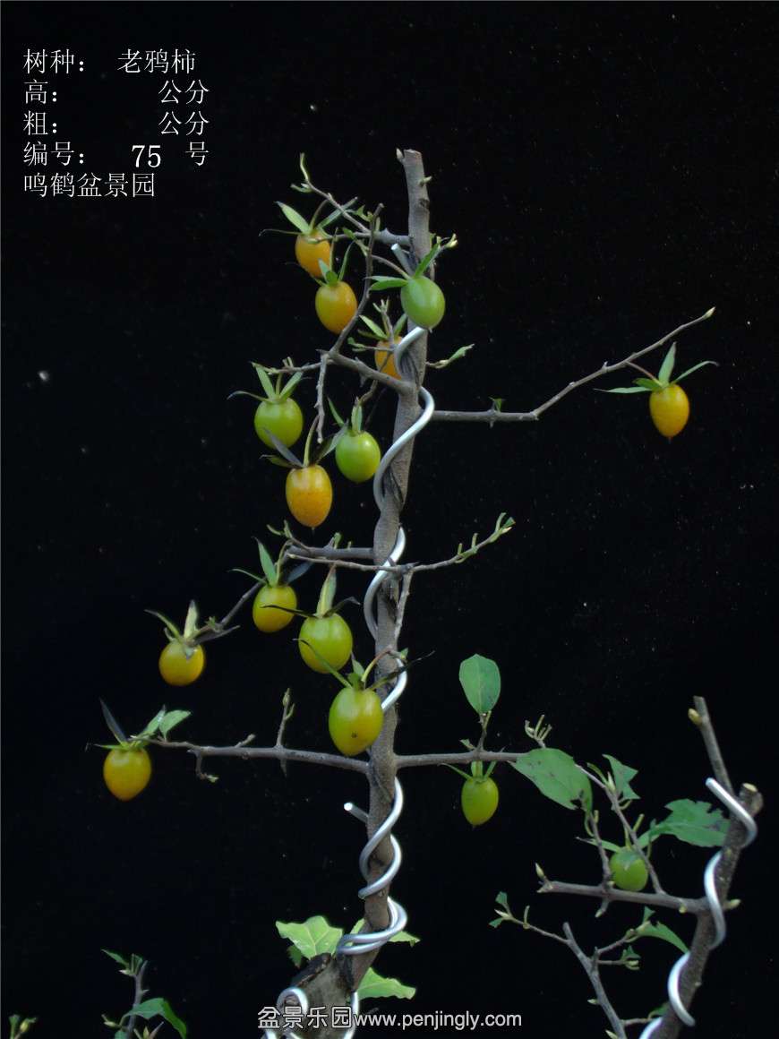 GEDC3091.jpg