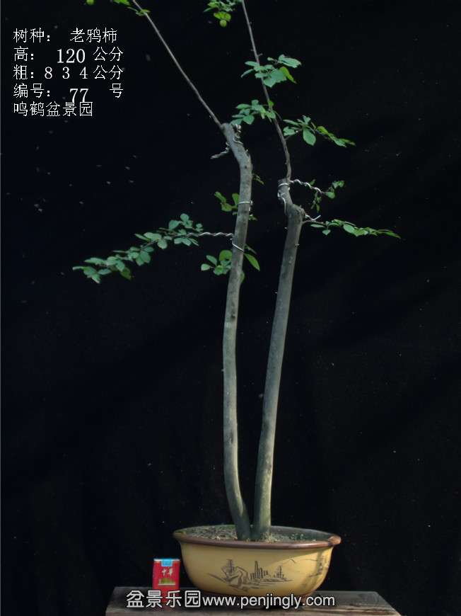 GEDC3103.JPG