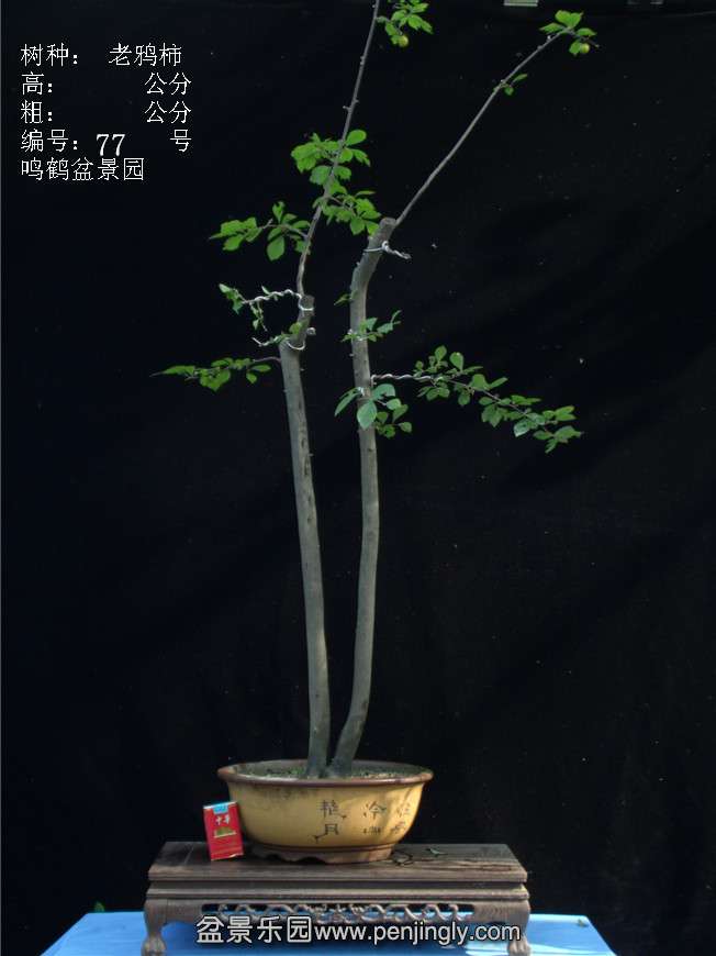 GEDC3105.JPG