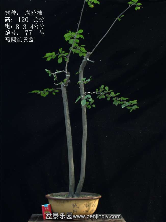 GEDC3106.JPG