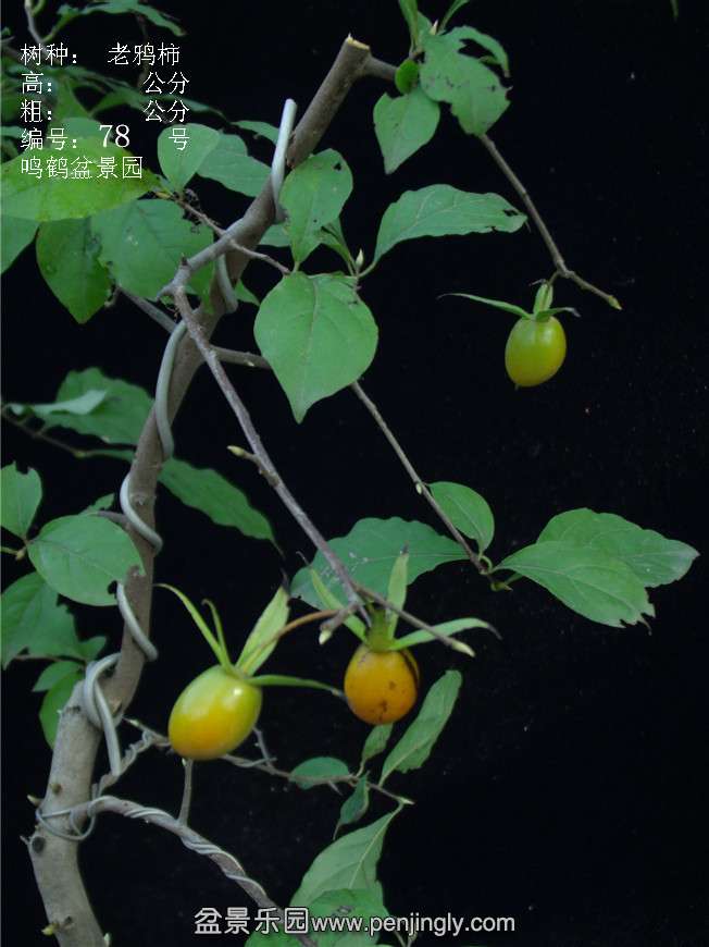 GEDC3114.JPG
