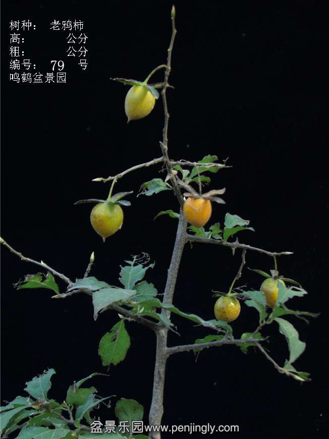 GEDC3117.JPG