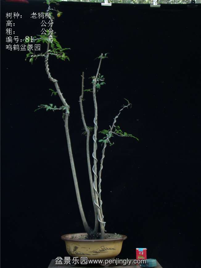 GEDC3129.JPG