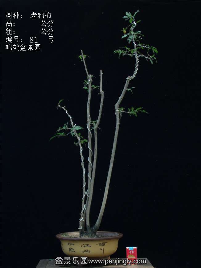 GEDC3132.JPG