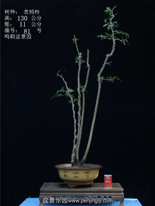 GEDC3133.JPG