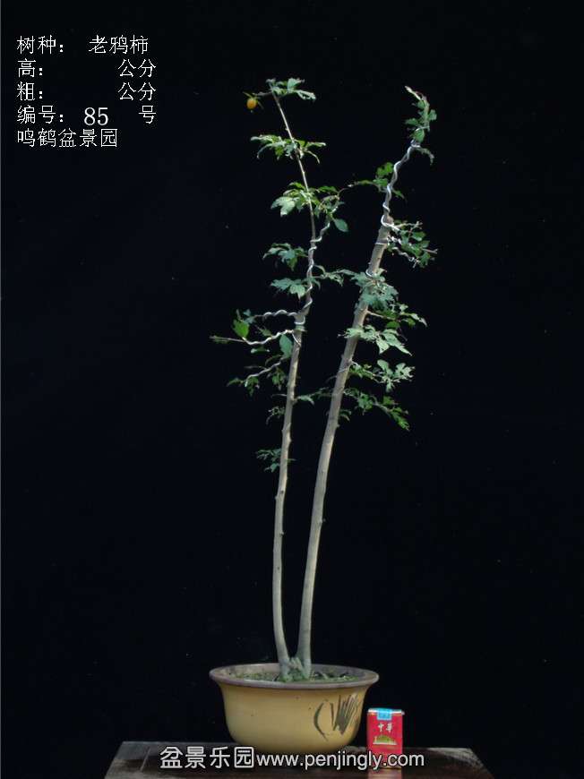 GEDC3158.JPG