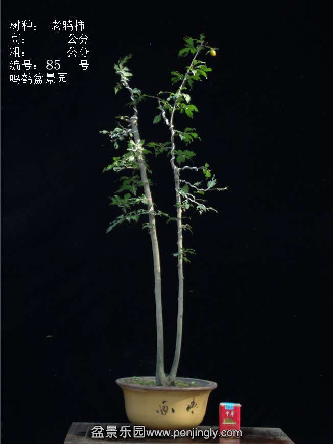 GEDC3162.JPG