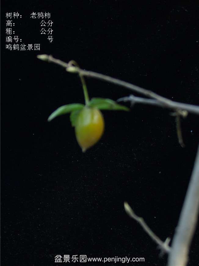GEDC3173.JPG