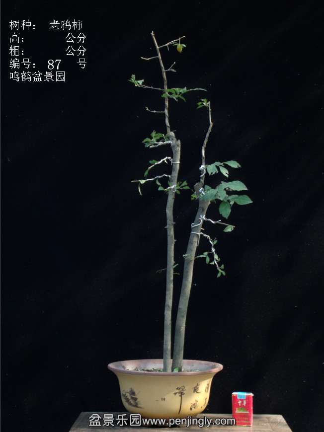 GEDC3175.JPG