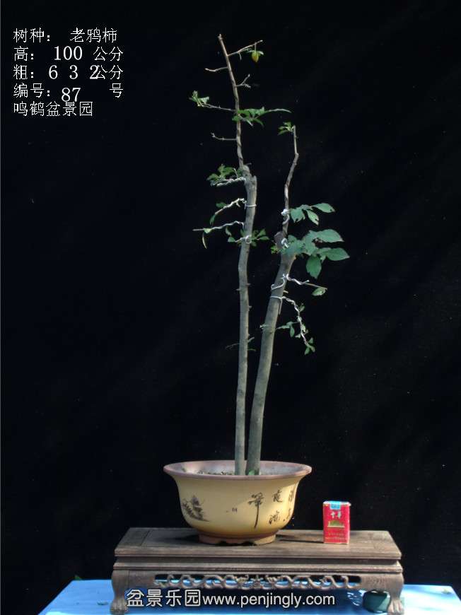 GEDC3176.JPG