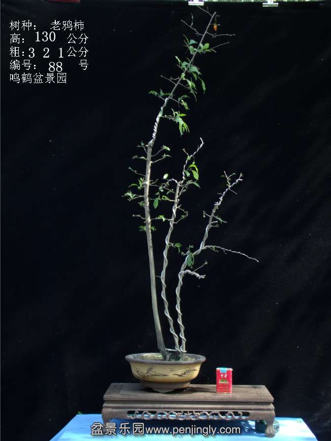 GEDC3177.JPG