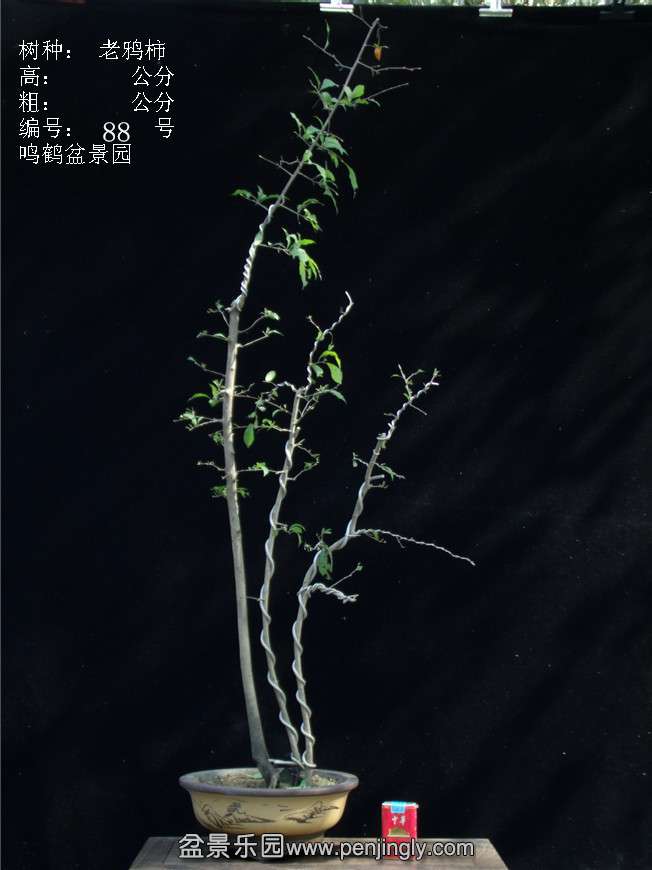 GEDC3178.JPG