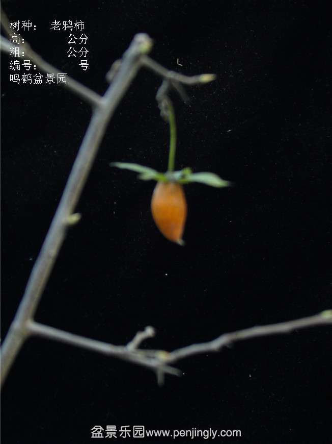 GEDC3179.JPG