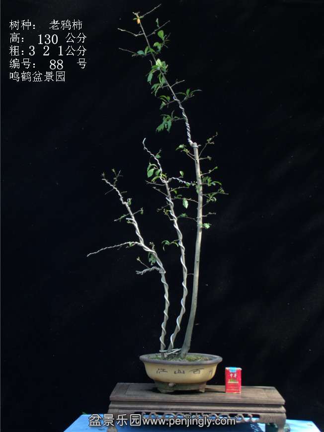 GEDC3182.JPG