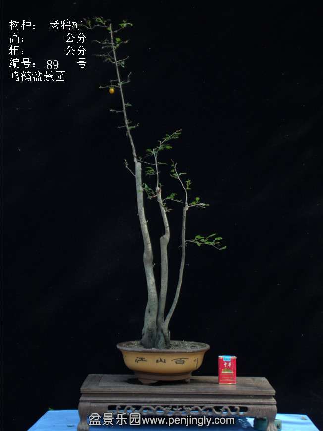 GEDC3184.JPG