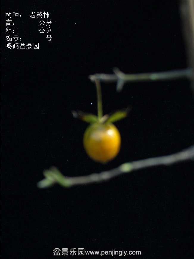 GEDC3185.JPG