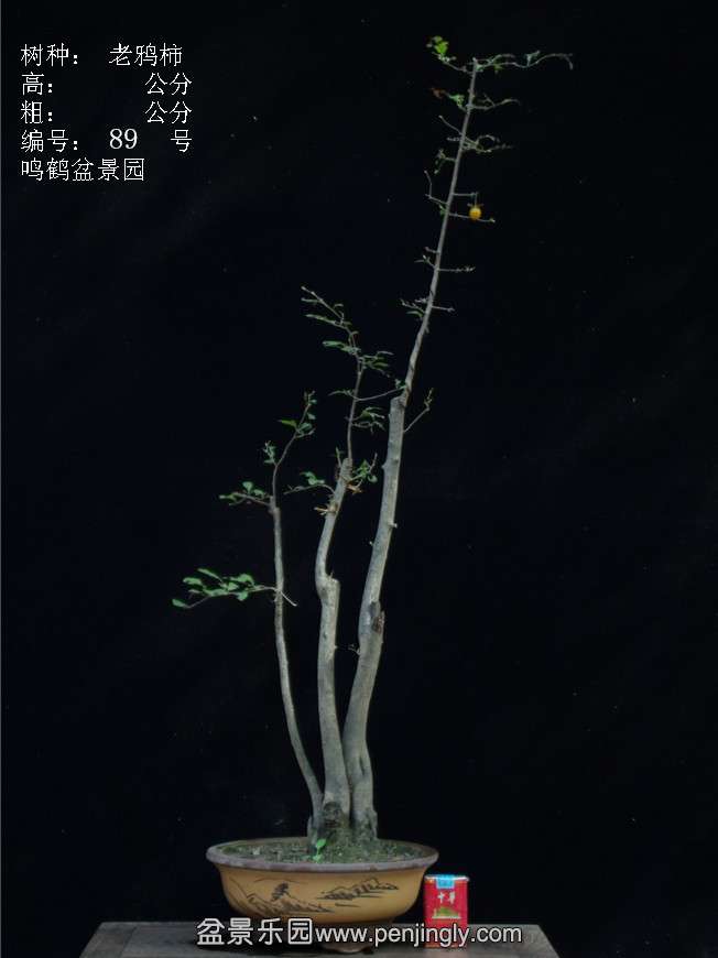 GEDC3187.JPG