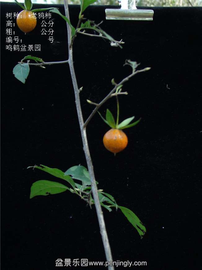 GEDC3191.JPG